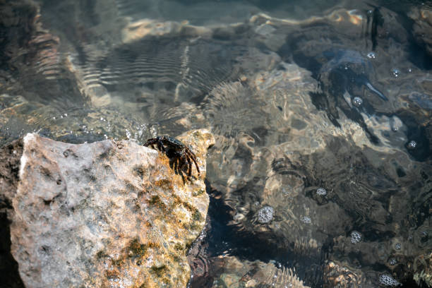 Crab Hiding On Muddy Stones. Terrifying Reality With Endangered Crab Species. Torture-Free Trapping And Invention Of New Nets.