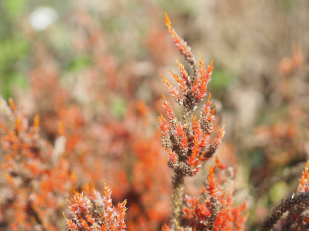 istock Cocks comb, Foxtail amaranth, red color Celosia argentea AMARANTHACEAE flowers blooming in garden blurred of nature background, Celosia plumose, Plumed Celusia, Wool Flower 1483166685