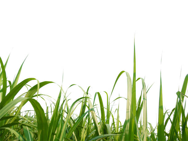 istock sugar cane leave on transparent picture background 1483166718
