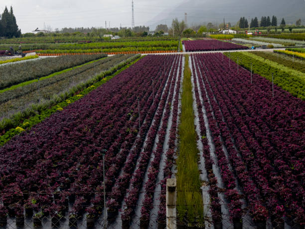 istock landscaping, sapling and horticultural production 1483167155