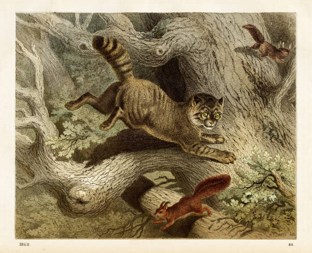 Chromolithograph from “Das Buch Der Welt” 1868