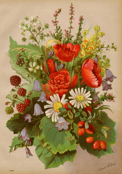 꽃 크로몰리토그래프 1868 - chromolithograph stock illustrations
