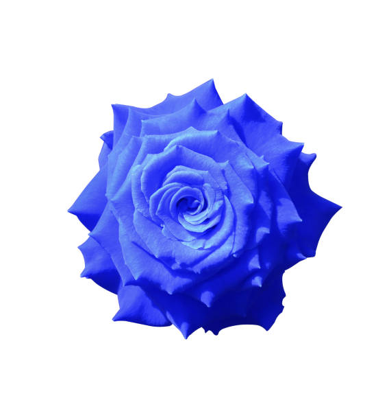 istock blue-violet rose flower 1483168343