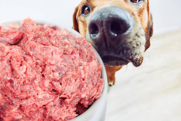 Feeding dog Close-up dog and bowl with raw meat food stock photo