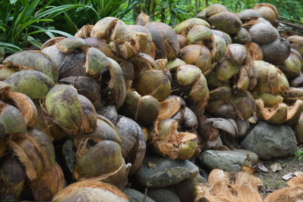 istock Coconut coir that has been peeled off as a traditional fuel 1483172047