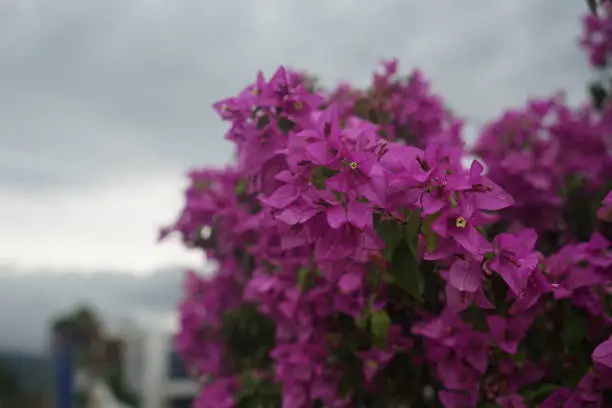 Photo of The purple bougenvile flower blooms beautifully and attractively