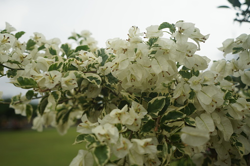 The purple bougenvile flower blooms beautifully and attractively