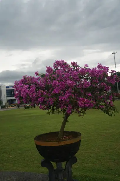 Photo of The purple bougenvile flower blooms beautifully and attractively