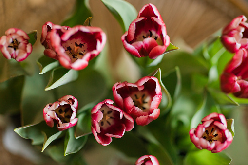 Directly Above View of Bright Hot Pink Tulip Flowers in Full Bloom with Lush Green Stems & Leaves in Bright Natural Daylight with a Golden Vintage Rattan Background
