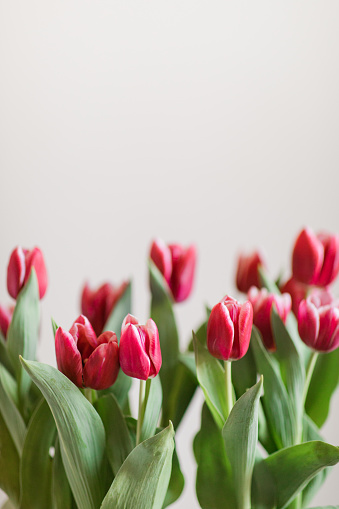 Pretty pink Tulip on a colourful and blurry Tulip field background. Photo taken at the Canadian Tulip Festival in Ottawa.