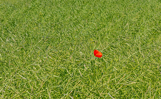 Agricultural field with green grass and lonely red poppy