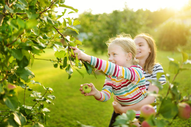 lindas chicas jóvenes cosechando manzanas en el huerto de manzanos en el día de verano. niños recogiendo frutas en un jardín. alimentos frescos y saludables para niños pequeños. - apple orchard child apple fruit fotografías e imágenes de stock