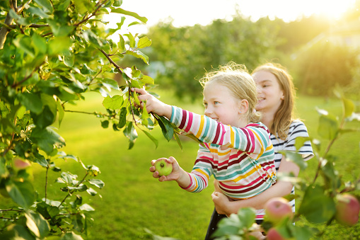 Cute young girls harvesting apples in apple tree orchard in summer day. Children picking fruits in a garden. Fresh healthy food for small kids. Family nutrition in summer.