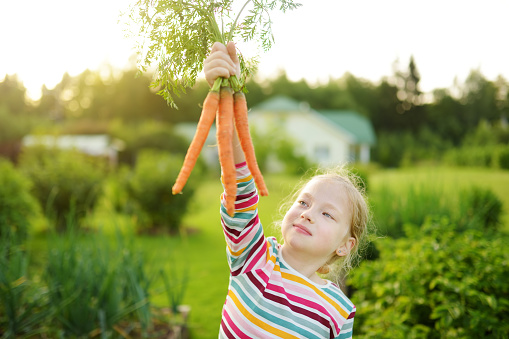 Cute young girl holding a bunch of fresh organic carrots. Child harvesting vegetables in a garden. Fresh healthy food for small kids. Family nutrition in summer.