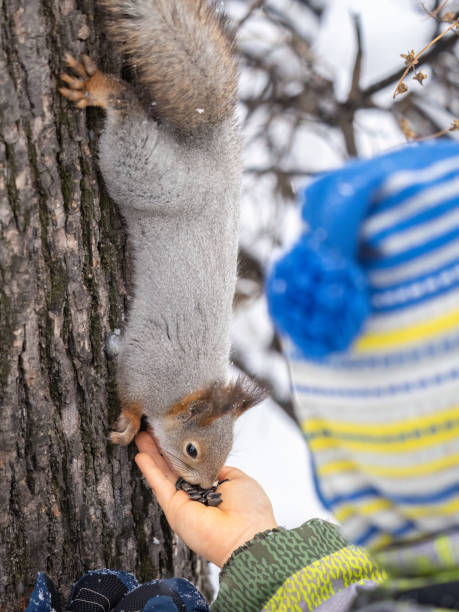 istock A little child in winter feeds a squirrel with a nut. 1483177594