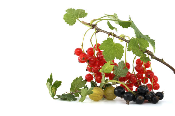 Redcurrant, blackcurrant and white currant on white stock photo