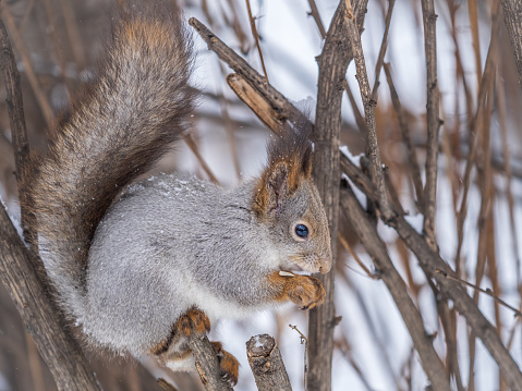 The squirrel with nut sits on tree in the winter or late autumn. Eurasian red squirrel, Sciurus vulgaris.