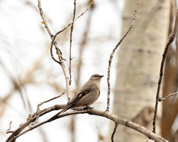 Townsend's Solitaire on a Branch stock photo