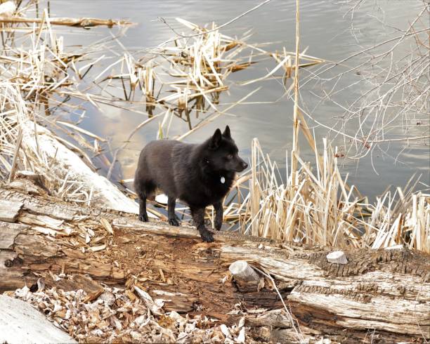 istock Schipperke on a Fallen Log by the Water 1483180036