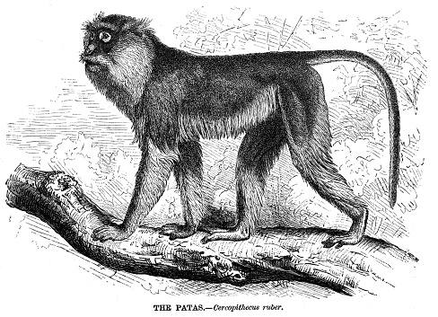 Monkey engraving illustration from “Animal Creation” 1892