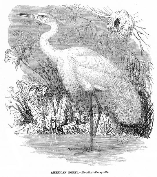 istock American egret bird engraving illustration 1892 1483180581