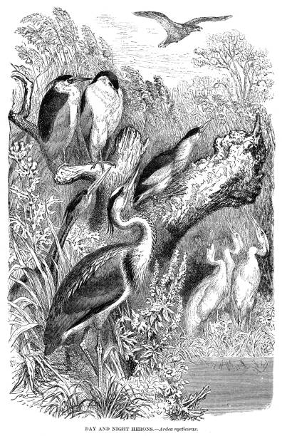 istock Day and Night heron bird engraving illustration 1892 1483180618