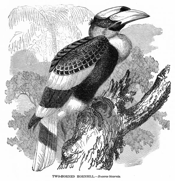 nashornvogel gravur illustration 1892 - nashornvogel stock-grafiken, -clipart, -cartoons und -symbole