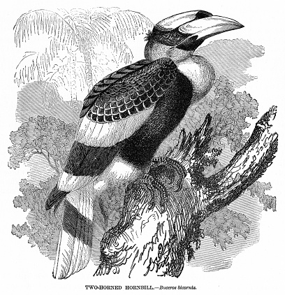 Bird engraving illustration from “Animal Creation” 1892