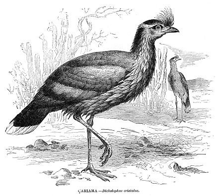 Bird engraving illustration from “Animal Creation” 1892