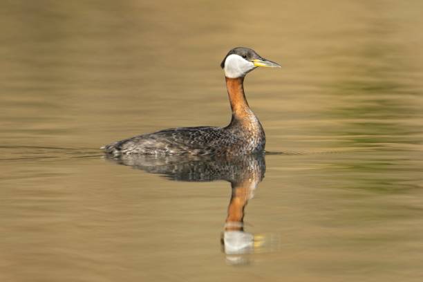 istock Grebe with long neck swimming in the water. 1483181020