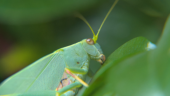 Katydids are insects from the Tettigoniidae family.  This particular variety are found in most places within Australia.