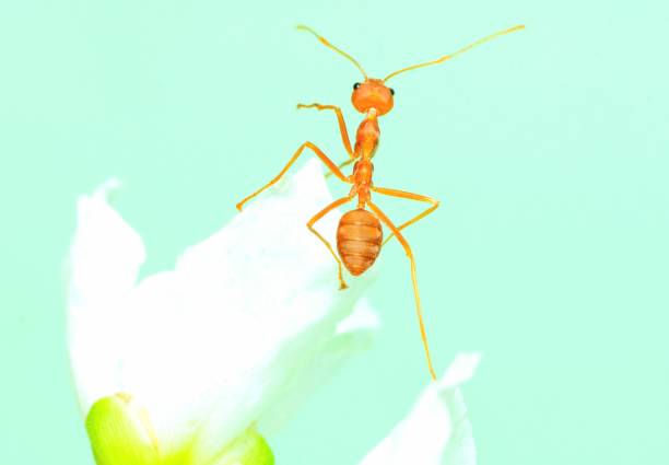 istock Ant climbing small white flower - animal behavior. 1483182464
