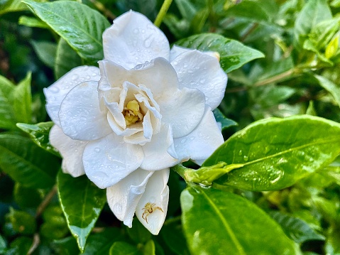 Horizontal close up of delicate white fragrant gardenia flower in bloom with rain drops and small garden spider resting on petal with green leaves from tree in country garden