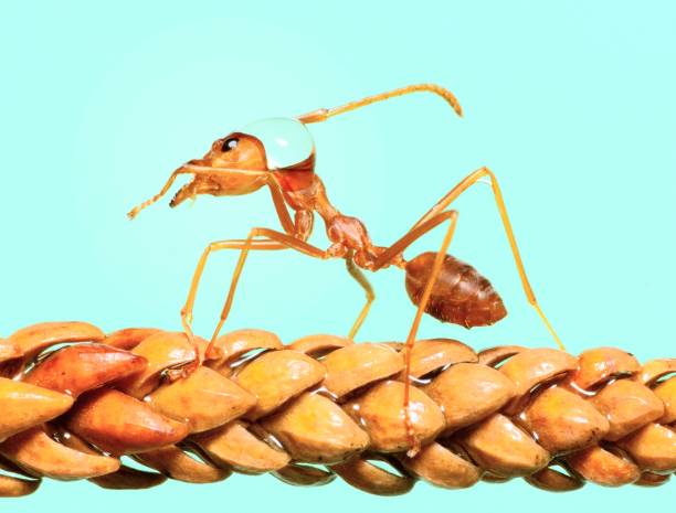 istock Ant and water drops on head and body climbing leaf -animal behavior. 1483183382