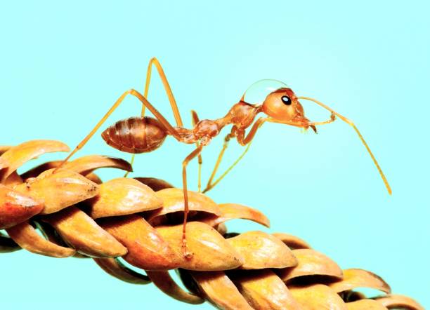 istock Ant and water drops on head and body climbing leaf -animal behavior. 1483183392