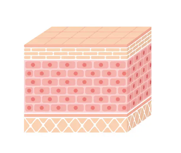 Vector illustration of Layer of human skin illustration