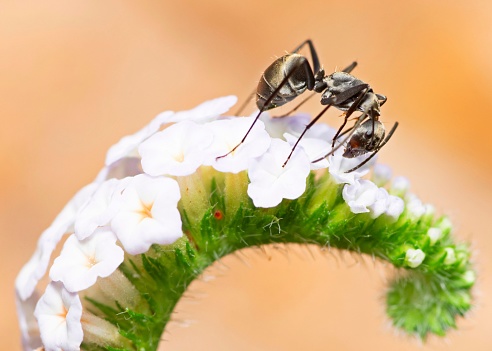 Ant drinking juice from curve white flower - animal behavior.
