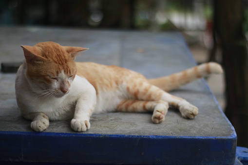 a ginger cat is relax