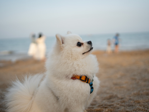 The Pomeranian sits gracefully, and the beautiful scenery is with the dog