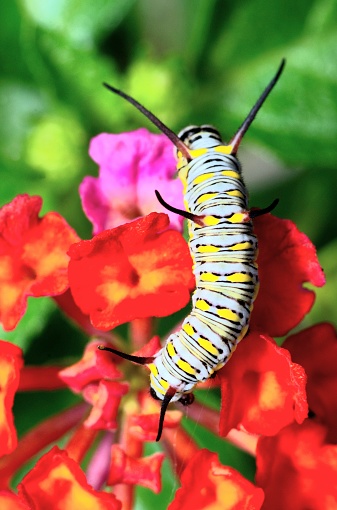Caterpillar climbing on flower - animal behavior.