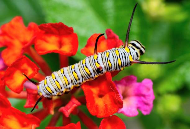 istock Caterpillar climbing on flower - animal behavior. 1483185538
