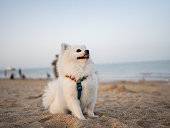 Pomeranian Seaside Vacation