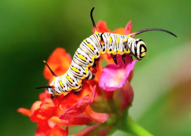 istock Caterpillar climbing down from flower - animal behavior. 1483185810