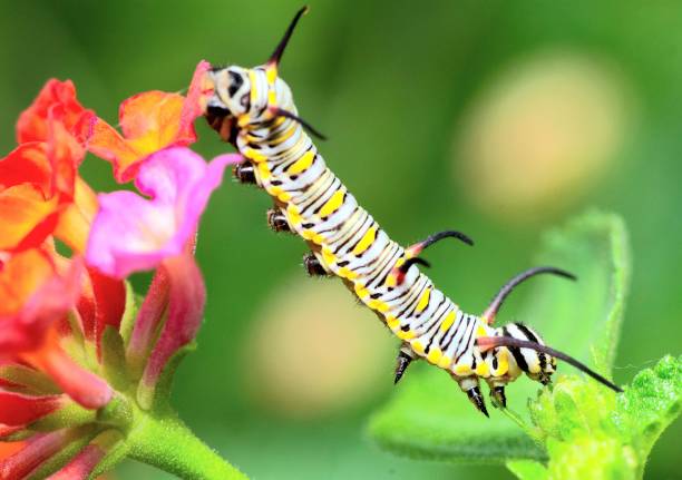 istock Caterpillar climbing down from flower - animal behavior. 1483185814
