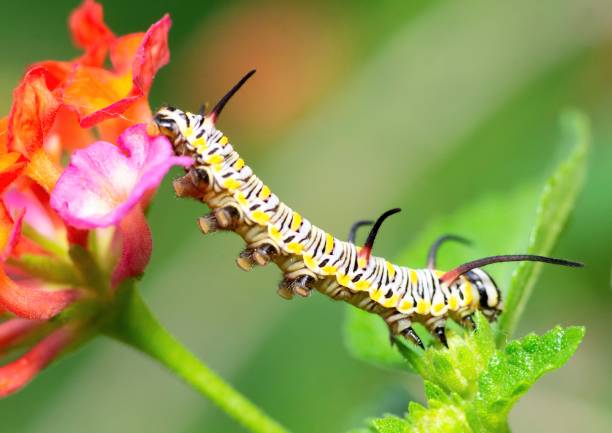 istock Caterpillar climbing down from flower - animal behavior. 1483185816