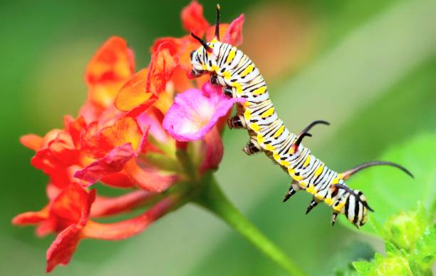 istock Caterpillar climbing down from flower - animal behavior. 1483185836