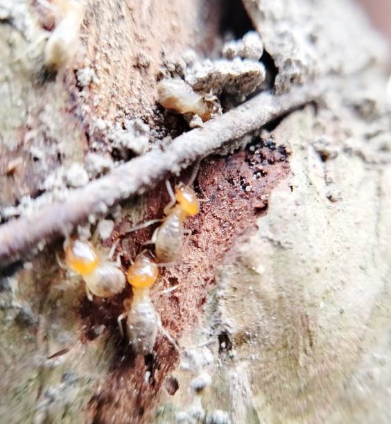 istock termites eat dry wood 1483186733