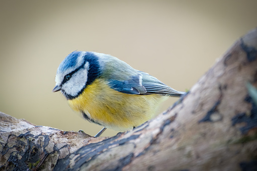 Small Blue Tit perched on a tree branch
