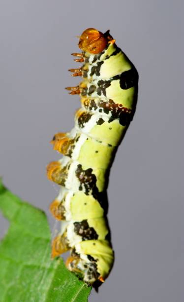 istock Lime Butterfly Caterpillar and bitten leaf - animal behavior. 1483187640
