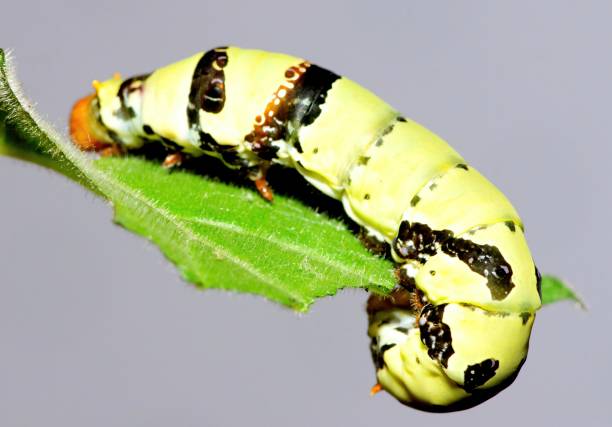 istock Lime Butterfly Caterpillar and bitten leaf - animal behavior. 1483187654